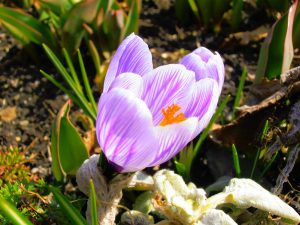 violetter Krokus im Frühling