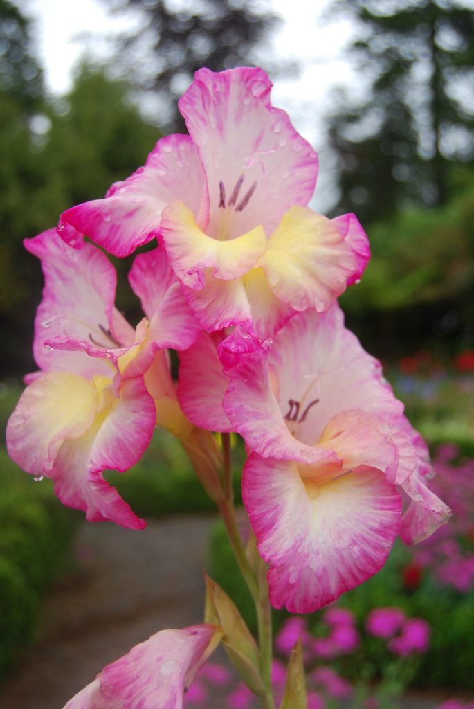 rosafrabene Gladiole im Sommer