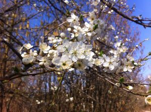 blühender Apfelbaum - Frühling