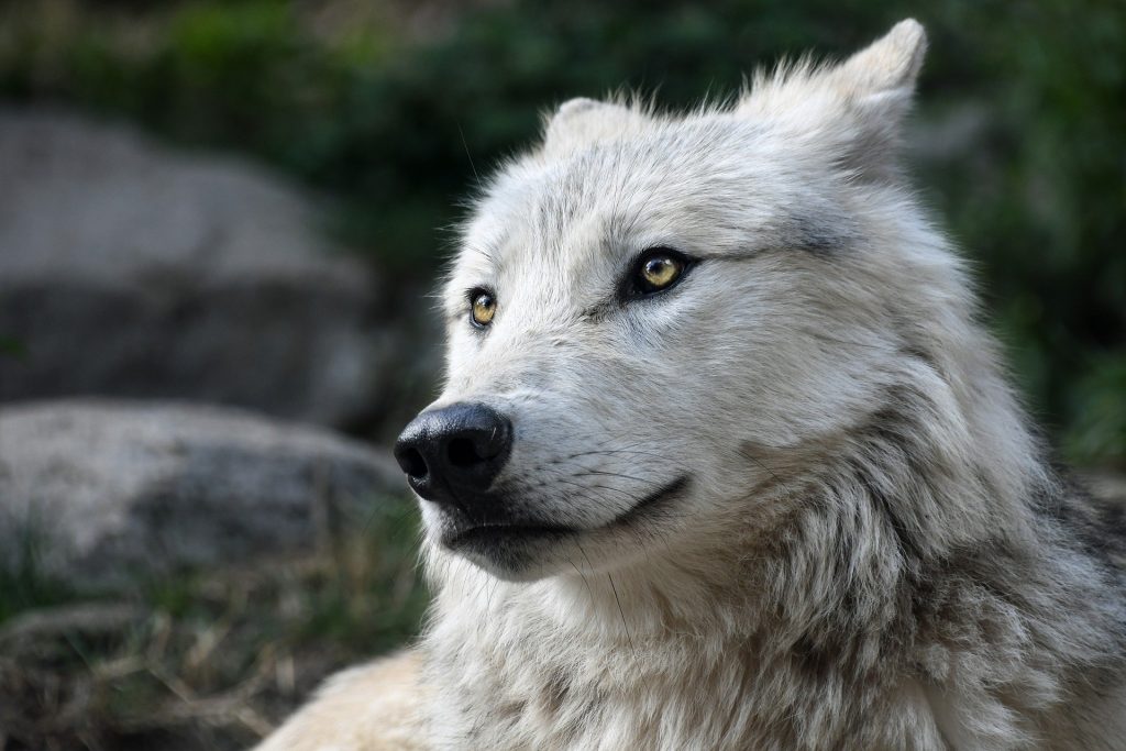 weißer wolf